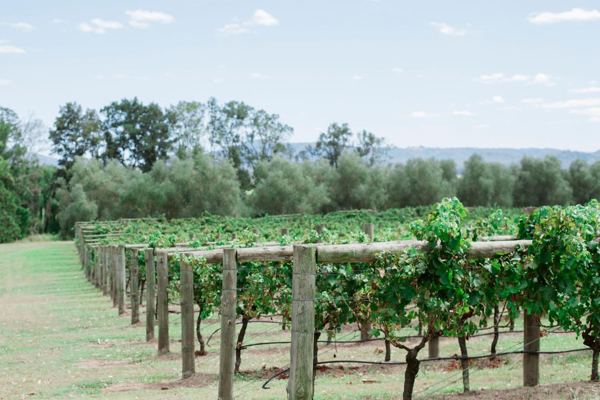 Hotel Tranquil Vale Vineyard Luskintyre Zewnętrze zdjęcie