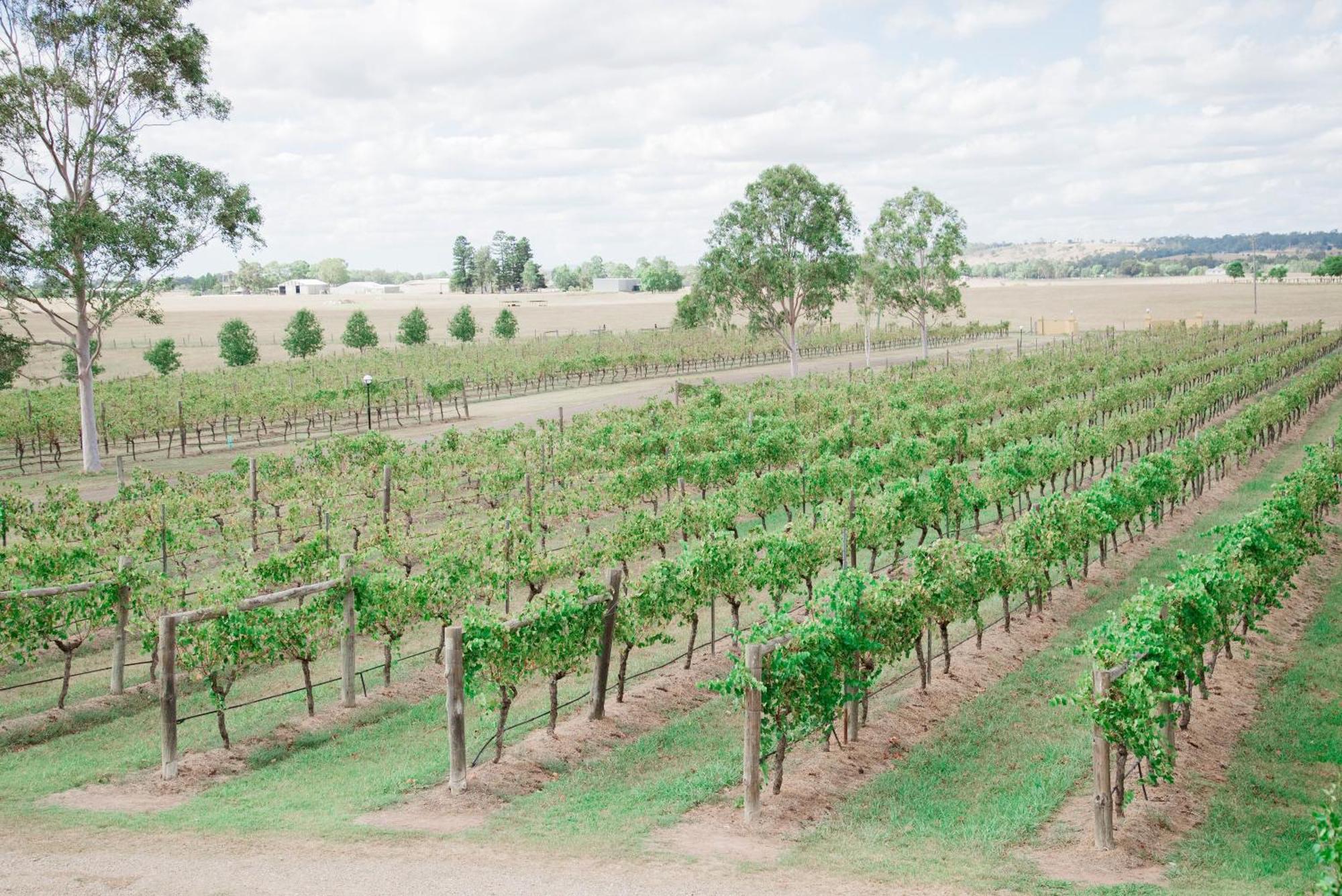 Hotel Tranquil Vale Vineyard Luskintyre Zewnętrze zdjęcie